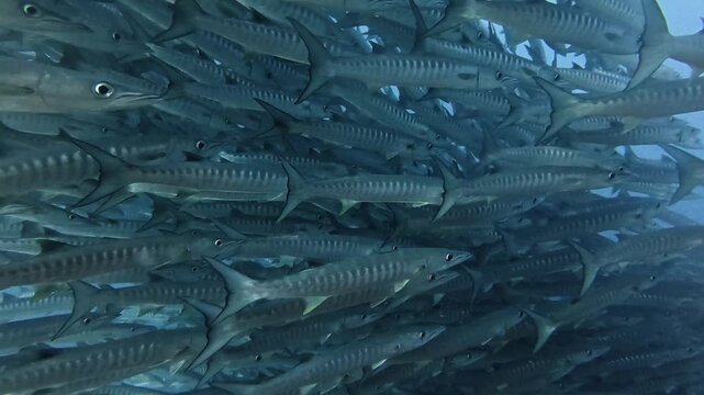 Dense School of Barracuda in Open Water