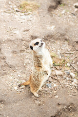Fototapeta premium Cute meerkat standing on its hind legs on a rock and looking around.