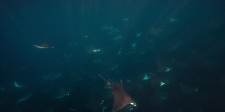 Manta Rays Swimming in Ocean Water