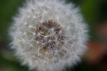 Soffione fiore di tarassaco macro primo piano infiorescenza © lorenzomarino_jpg