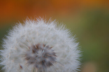 Soffione fiore di tarassaco macro primo piano infiorescenza © lorenzomarino_jpg