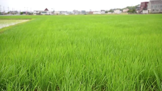 風にそよぐ稲の風景①