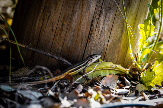 Close-up photograph of a small striped lizard resting among dry leaves and vegetation on a sunlit forest floor. 