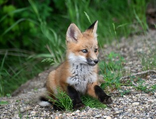 Fototapeta premium red fox vulpes kit pup adorable
