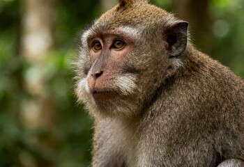 Obraz premium monkey