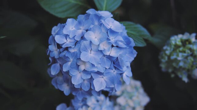 雨上がりに美しく咲く高幡不動尊の紫陽花