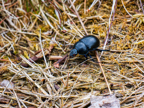 dung beetle on the ground