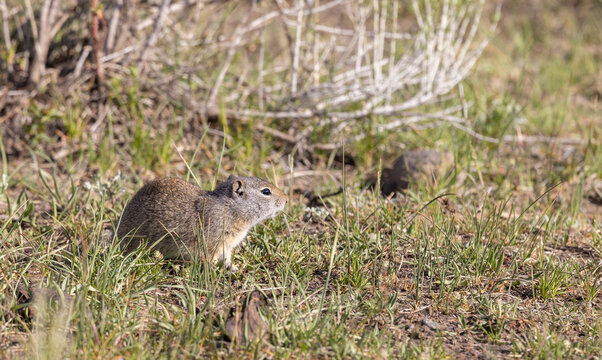 Cute Uinta Ground Squirrel in Springtime in Yellowstone National Park Wyoming