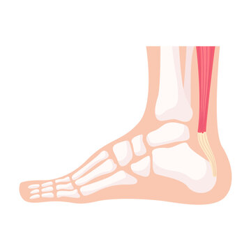 Detailed Anatomical Illustration of Human Foot, Ankle, Bones, Muscles, and Achilles Tendon
