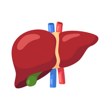 Detailed educational illustration of human liver anatomy with gallbladder and major vessels