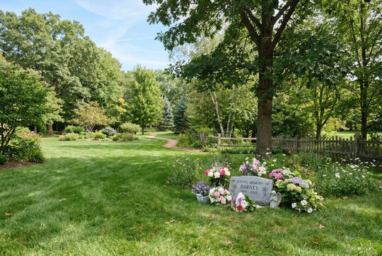 Pet memorial stone for Barney in a backyard garden. Grave site with flowers under a tree. Remembrance of a cat in a private yard. Tribute to a deceased pet with floral bouquets. Farewell concept