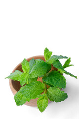 Fresh mint leaves in a wooden bowl isolated on white background. Minimalist organic eco herb composition with large vertical copy space. © Светлана Кушнир
