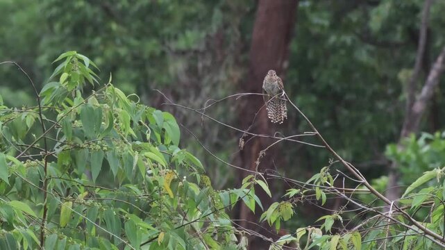 Female Plaintive Cuckoo Scanning Surroundings Before Male Arrival and Brief Pair Orientation, Palawan Philippines
