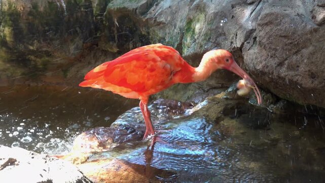 scarlet ibis, wading, feeding, rocky stream, bright red plumage, curved beak, shallow water, wet rocks, water flow, ripples around legs, long thin legs, probing for food, beak in water, catching small