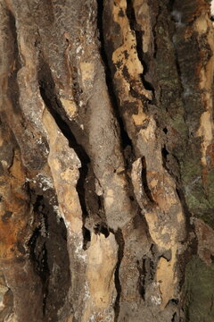 Close-up of a decaying dead melinjo tree trunk (Gnetum gnemon) in rural Java, Indonesia.