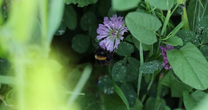 Slow motion close-up of a bumblebee pollinating flowers in spring.