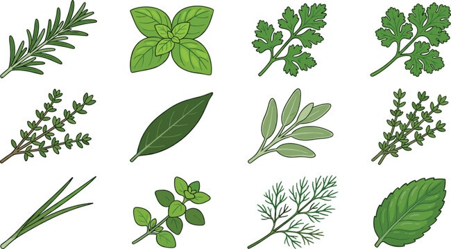 Fresh culinary herb collection featuring rosemary basil parsley thyme dill and aromatic cooking ingredients
