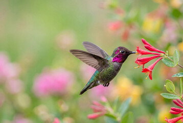 Fototapeta premium Hummingbird hovering near red flowers in a garden setting
