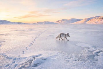 Obraz premium Arctic fox walking across vast snowy landscape at sunset