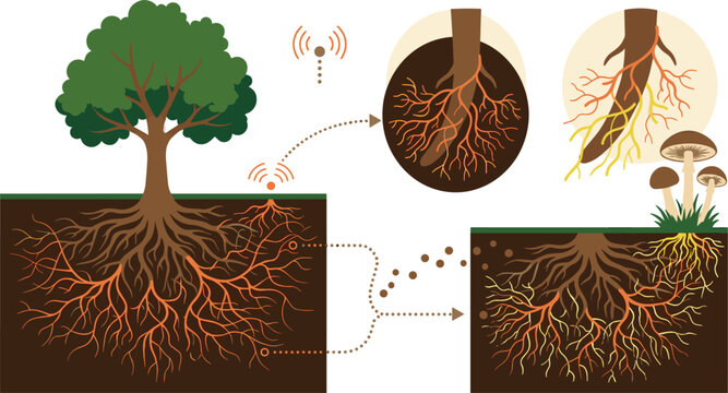 Mycorrhizal network tree root system vector set with mushroom fungi wood wide web underground communication infographic elementsMycorrhizal network tree root system vector set with mushroom  
