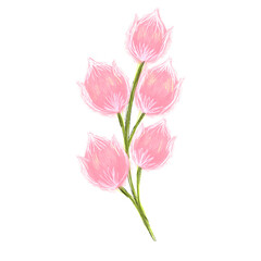 Fototapeta premium pink tulips isolated
