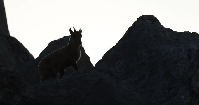 Young ibex in the mountains at sunrise, golden hour morning light.