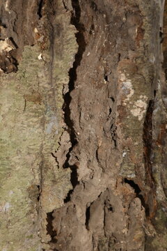 Close-up of a decaying dead melinjo tree trunk (Gnetum gnemon) with weathered bark and natural wood deterioration in rural Java, Indonesia.
