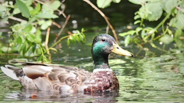 A male mallard duck glides through calm pond water surrounded by green foliage, showing an iridescent green head, detailed plumage and gentle water reflections
