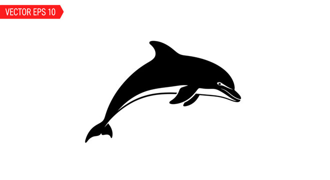 Black dolphin jumping out water.
