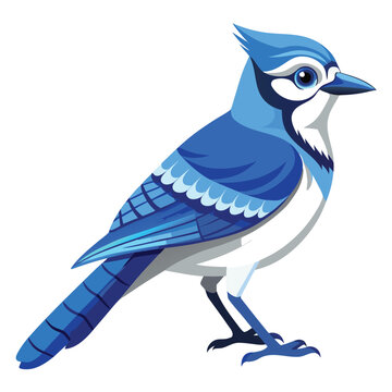 Blue Jay perched against a clean white background in a profile view