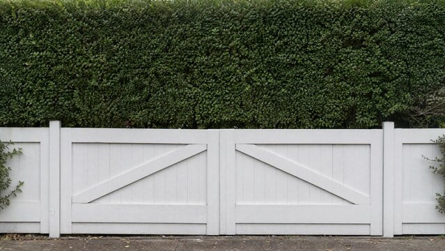 White garden gate in front of a tall, dense privet hedge.