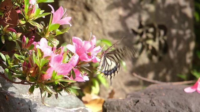 Beautiful black butterfly in summer on white Abelia grandiflora flower, copy space