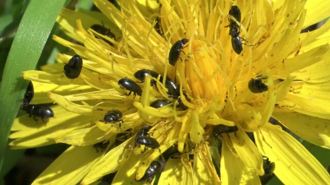 Pollen Beetles (probably Meligethes aeneus) on a Hawkweed flower. June, Kent, UK [Half speed]