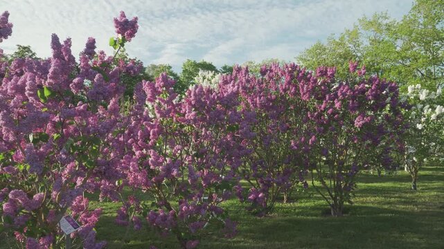 A camera pans smoothly across colorful purple, pink, and white lilac bushes under a bright, sunny sky (Dobele, Latvia). Perfect for European travel vlogs, botanical promotions, or nature documentaries