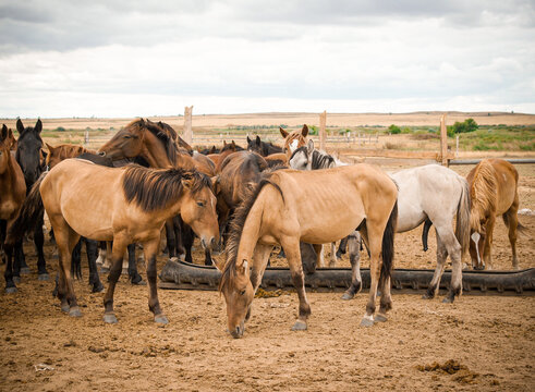 herd of horses gathers at a watering hole in the rural Karaganda region. Ideal for agricultural reports, livestock farming articles, or nature documentaries. This shot shows a typical day on a ranch.