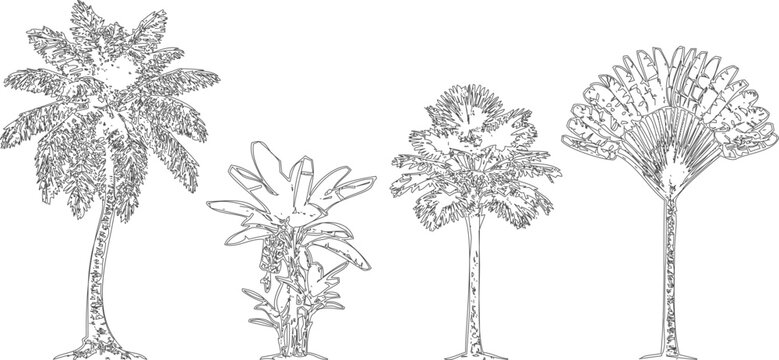 abstract tropical palm trees sketch vector set isolated
