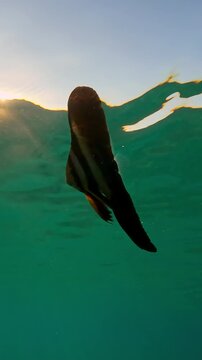 Vertical footage, Close up of whitebait Longfin Batfish swim under water surface in evening light at sunset, Backlit, Slow motion baby Bat fish swimming under surface of water at sundown 