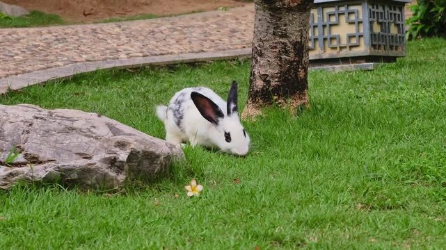 Spotted rabbit grazing green lawn backyard. Domestic pet enjoys fresh grass under attentive owner care in peaceful outdoor enclosure.