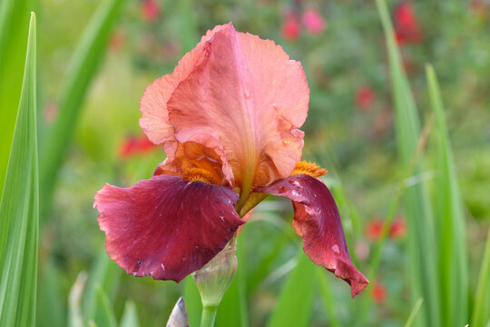 Orange and red Bearded iris &lsquo;Natchez Trace&rsquo; in flower.