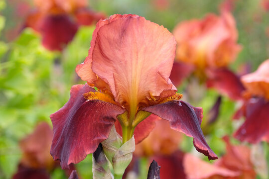 Orange and red Bearded iris &lsquo;Natchez Trace&rsquo; in flower.