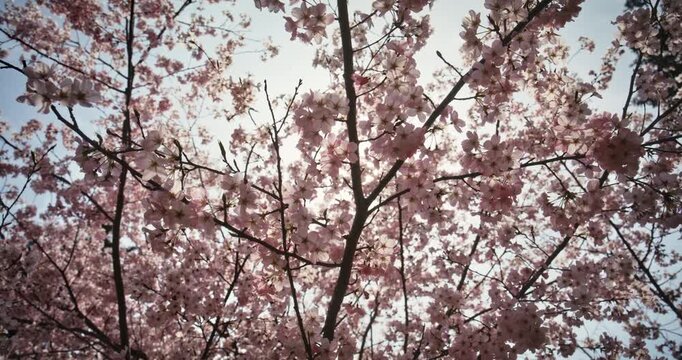 Cherry Blossom Trees Backlit by Sun, Low Angle View, Hiroshima