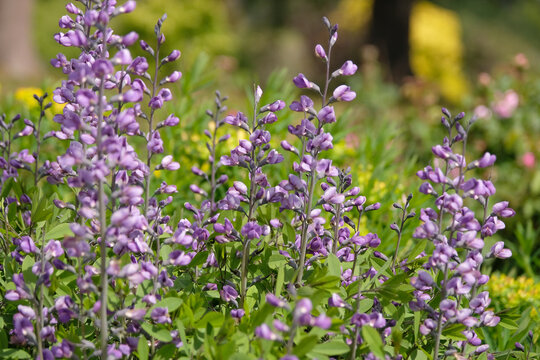 Purple Baptisia, false indigo &lsquo;Purple Smoke&rsquo; in flower.