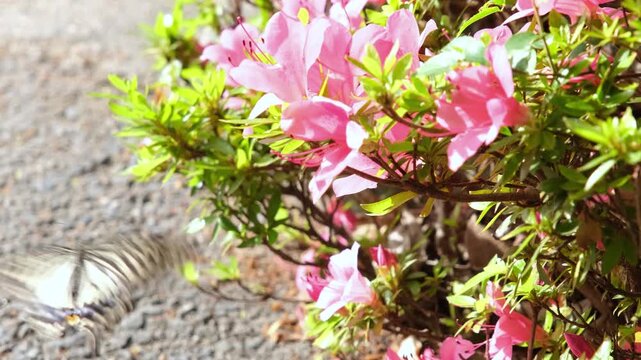 Beautiful black butterfly in summer on white Abelia grandiflora flower, copy space