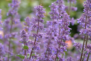 Obraz premium Purple Nepeta, catmint in flower.