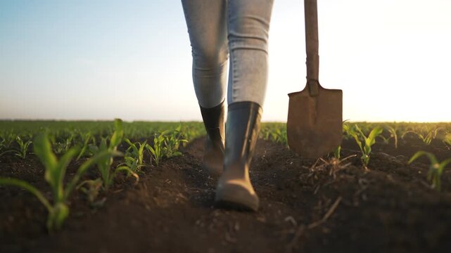 Farmer walks through organic field at sunset. boots and shovel in soil. Hard working farmer to organic agriculture. Rural lifestyle cultivating crops. Evening work on farm. Farmer agriculture organic.