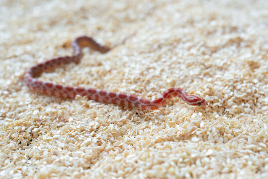 High-angle shot of a newborn Ultramel Corn snake hatchling (Pantherophis guttatus) crawling on wood shavings substrate.