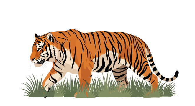 Tiger walking through green grass slowly.