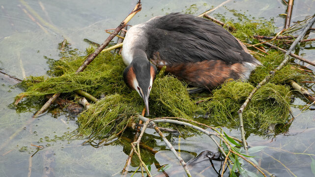 closeup of a great crested grebe (podiceps cristatus) sitting on its nest in a green pond
