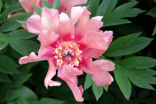 Carol pink Paeonia lactiflora, peony &lsquo;Cora Louise&rsquo; in flower.
