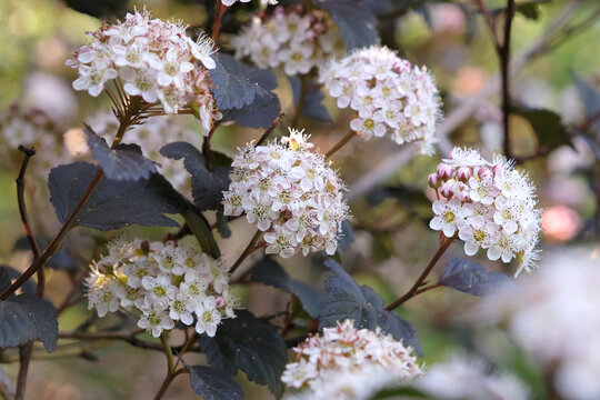White Physocarpus opulifolius, common ninebark, in flower.